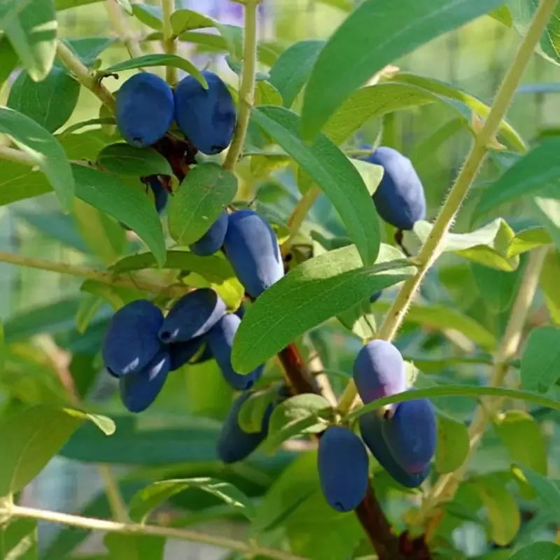 Borealis Honeyberry Bush