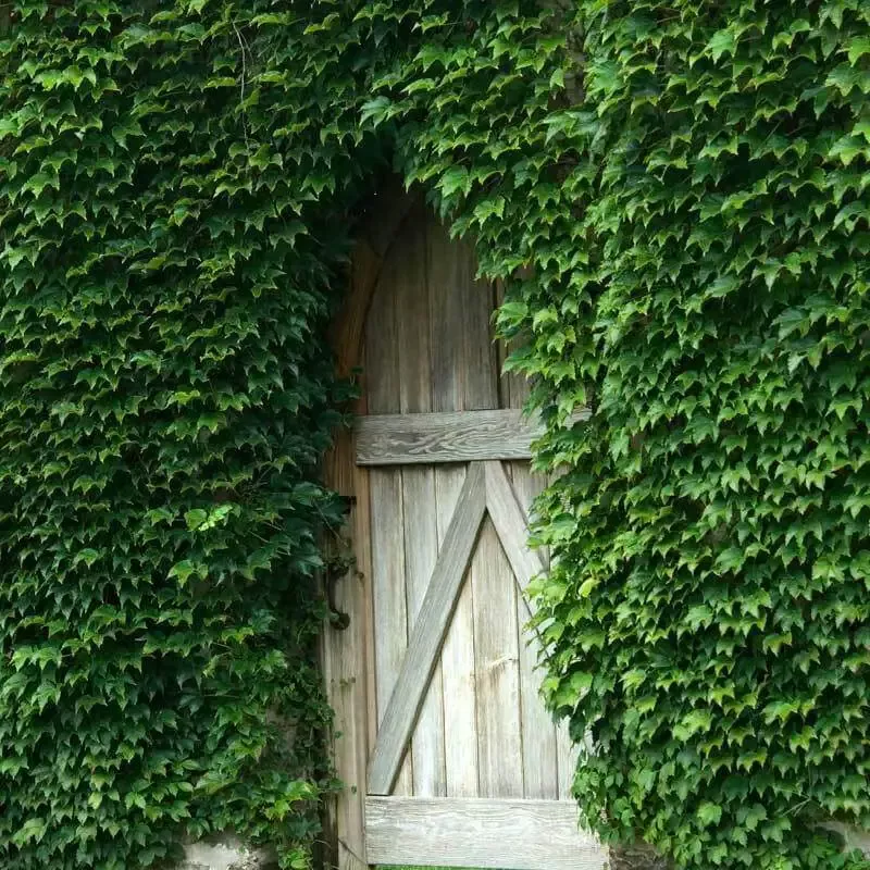 Boston Ivy (Parthenocissus)