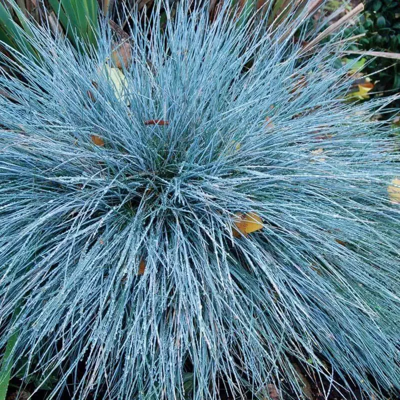 ‘Boulder Blue’ Blue Fescue (Festuca)
