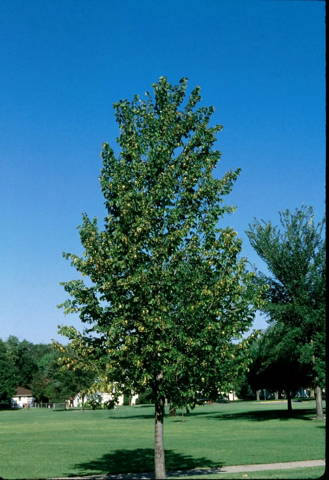 Boulevard Basswood