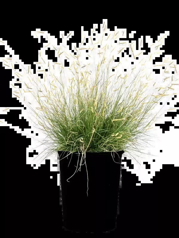 Bouteloua gracilis ‘Gila Silver’ Blue grama grass