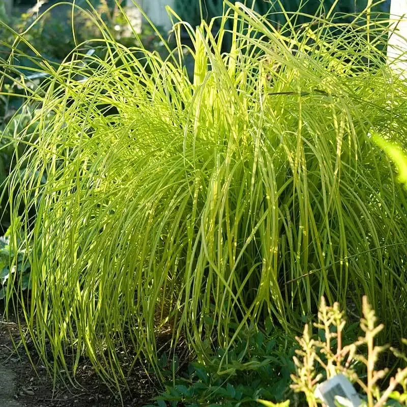 ‘Bowles Golden’ Sedge (Carex)