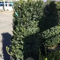Boxwood – Newport Blue