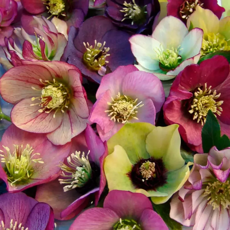 ‘Brandywine’ Lenten Rose (Helleborus)