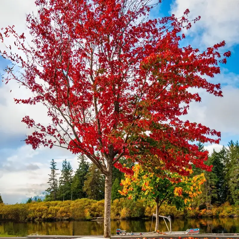 Brandywine Red Maple