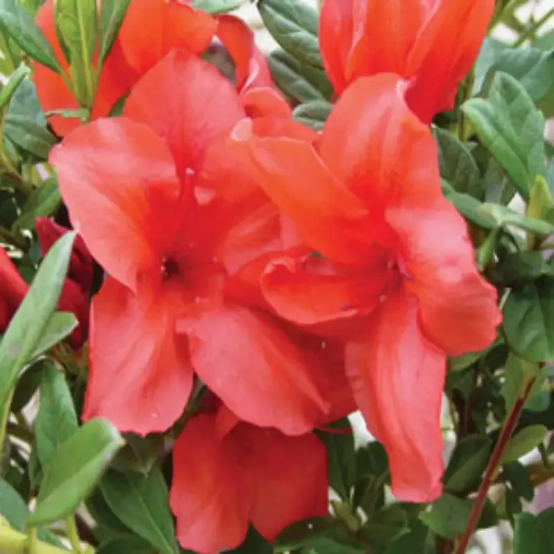 Bravo AutumnEncore Azalea