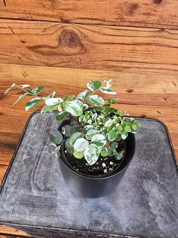 Breynia Nivosa Mini Snowbush, 4″ Plant