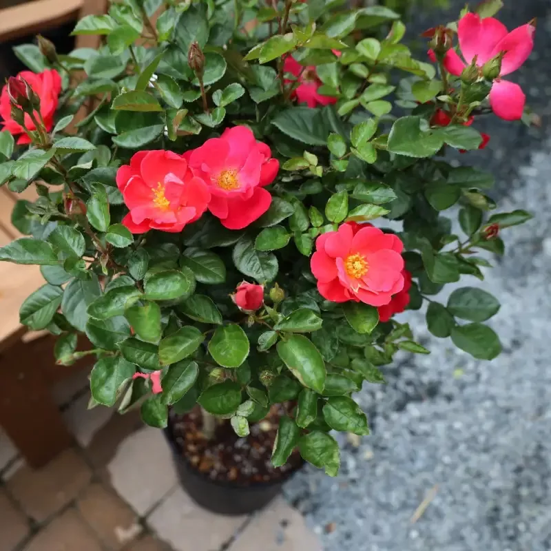 Brick House™ Pink Rose – Tree Form