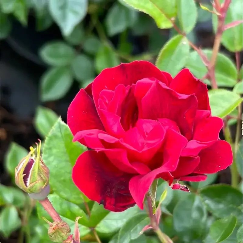 Brick House Rose