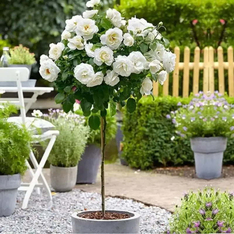 Bridal Sunblaze™ Miniature Rose – Tree Form