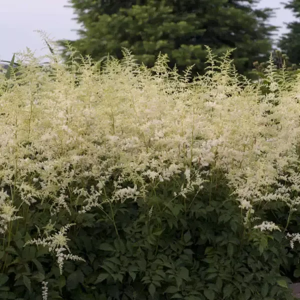 ‘Bridal Veil’ Astilbe
