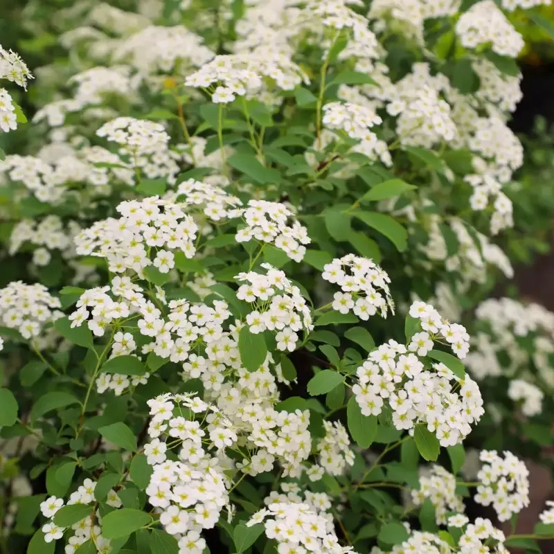 Bridal Wreath Spirea