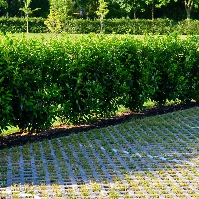 Bright ‘N Tight Carolina Cherry Laurel