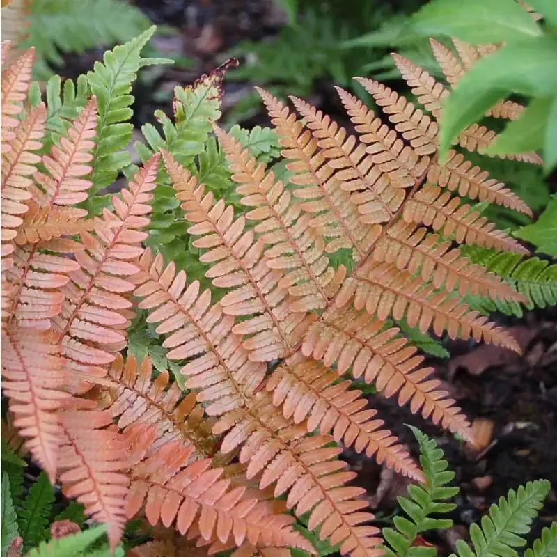 ‘Brilliance’ Autumn Fern (Dryopteris)