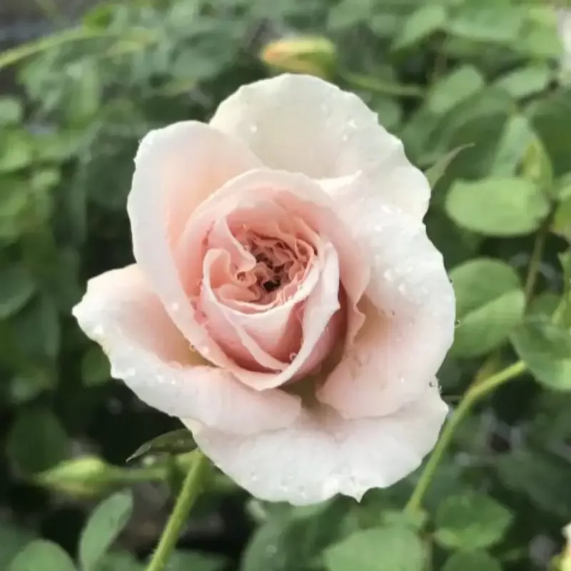 Brindabella Dawn Rose