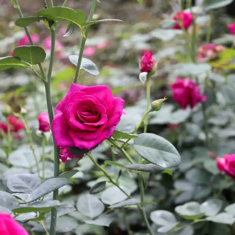 Brindabella Purple Prince Rose