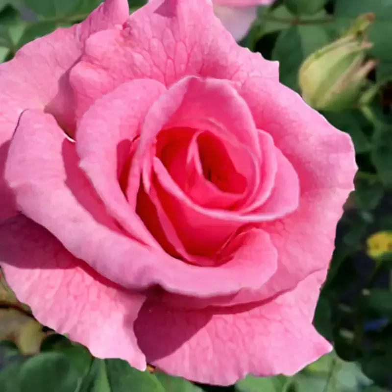 Brindabella Rose Touch of Pink
