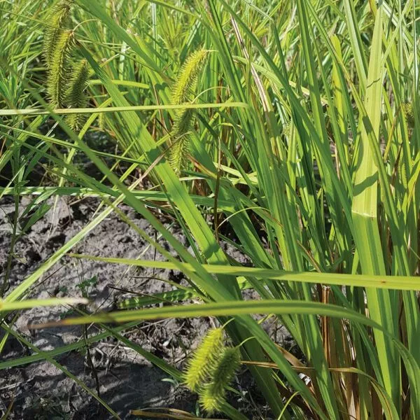 Bristly Sedge