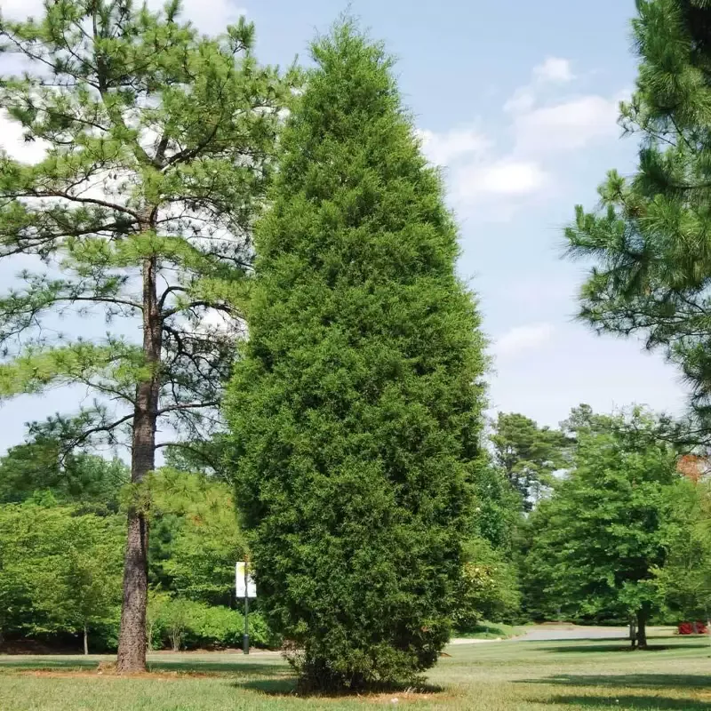 Brodie Cedar