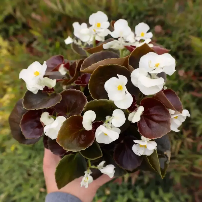 Bronze Leaf White Begonia