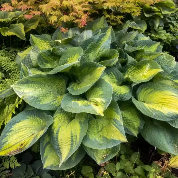 ‘Brother Stefan’ Hosta