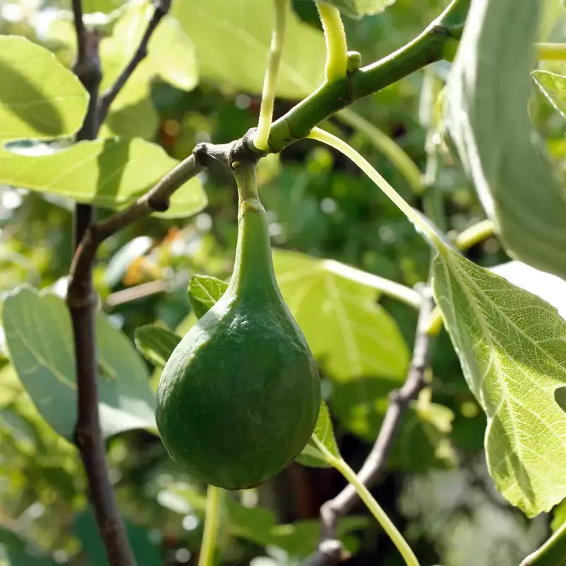 ‘Brown Turkey’ Fig (Ficus)