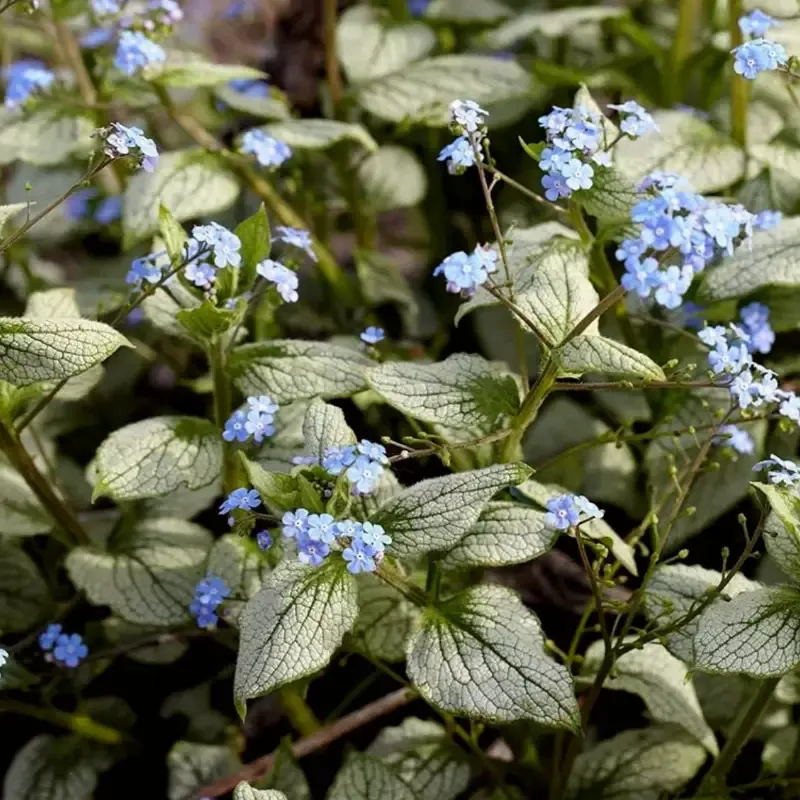 Brunnera – Silver Heart