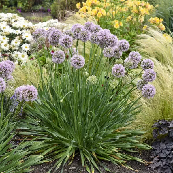 ‘Bubble Bath’ Allium
