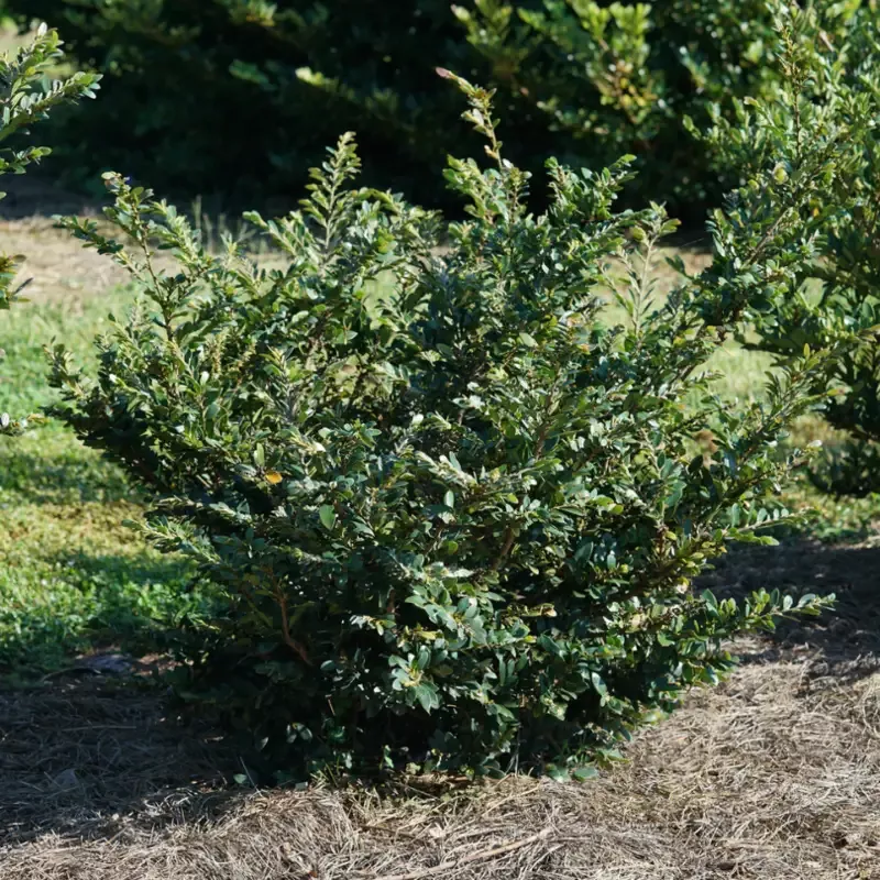 Buckhead™ Bold Distylium