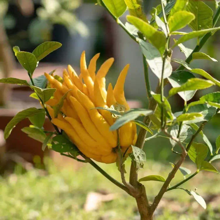 Buddha’s Hand