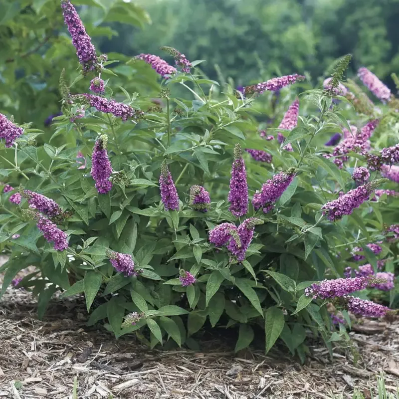 Buddleia CranRazz Butterfly Bush