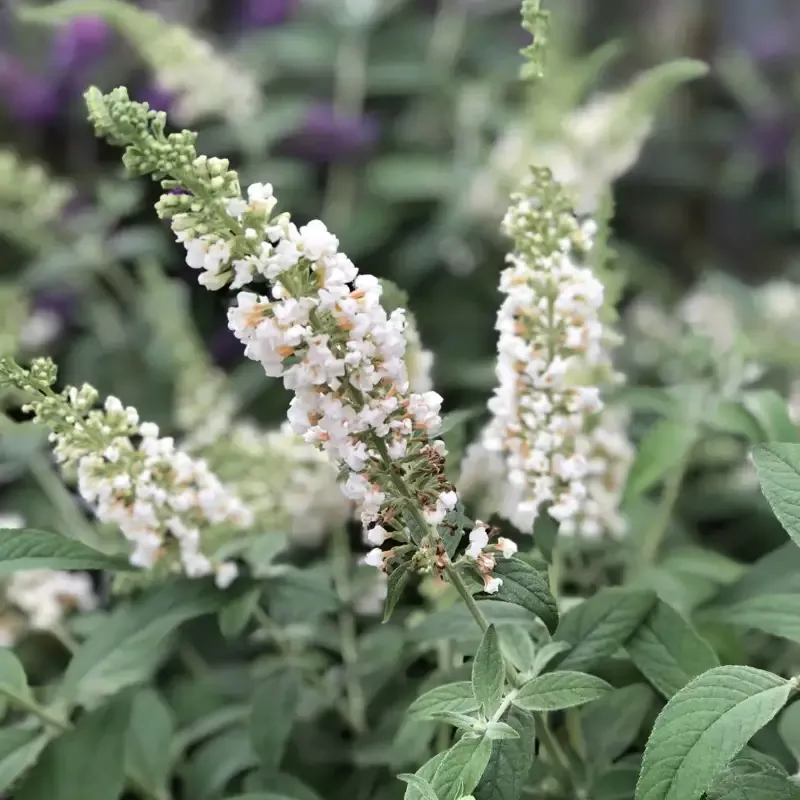 Buddleia Lo & Behold ‘Ice Chip’ Butterfly Bush