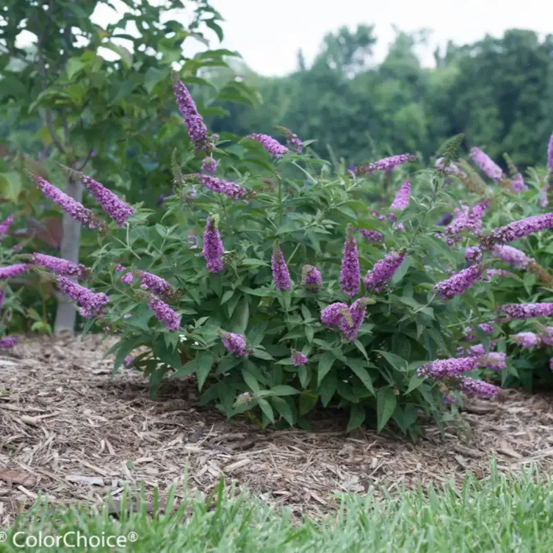 Buddleia Lo & Behold Tm Blue Chip Butterfly Bush