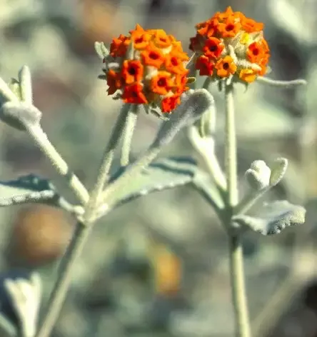 Buddleia marrubifolia – Wooly Butterfly Bush
