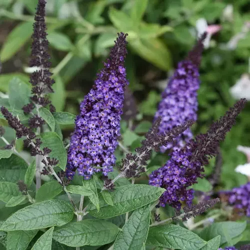 Buddleia Pugster Blue Butterfly Bush
