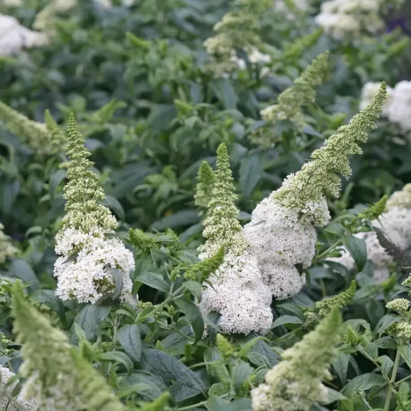 Buddleia Pugster White Dwarf Butterfly Bush