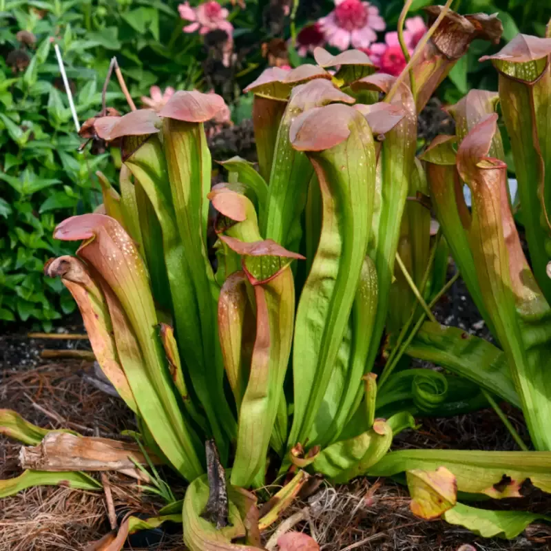 ‘Bug Bat’ Pitcher Plant (Saracennia)