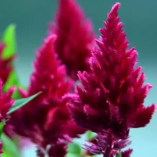 Burgundy Celosia