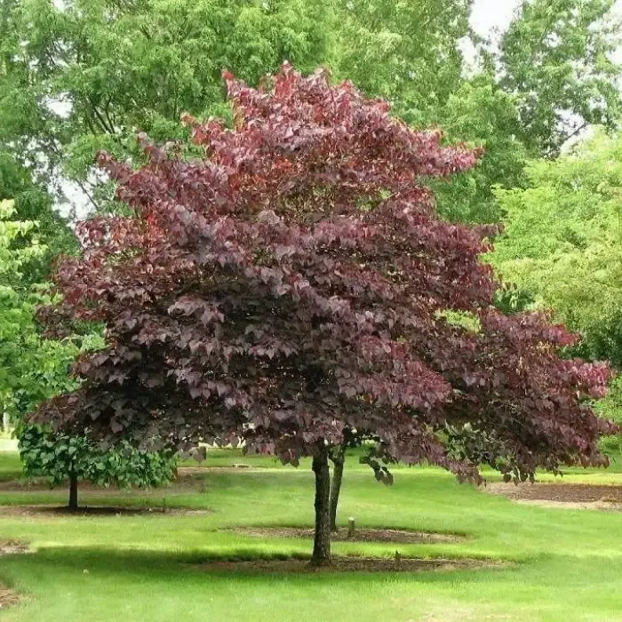 Burgundy Hearts Redbud