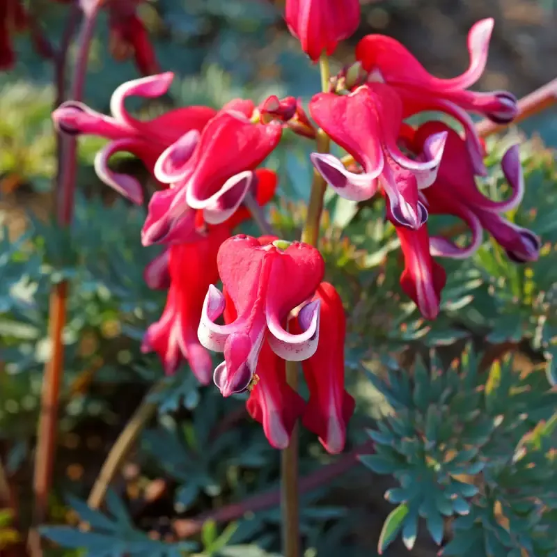 ‘Burning Hearts’ Bleeding Heart