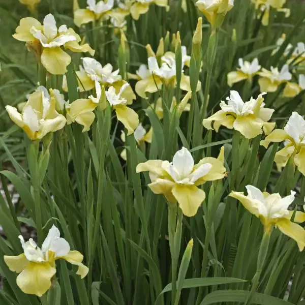 ‘Butter & Sugar’ Siberian Iris