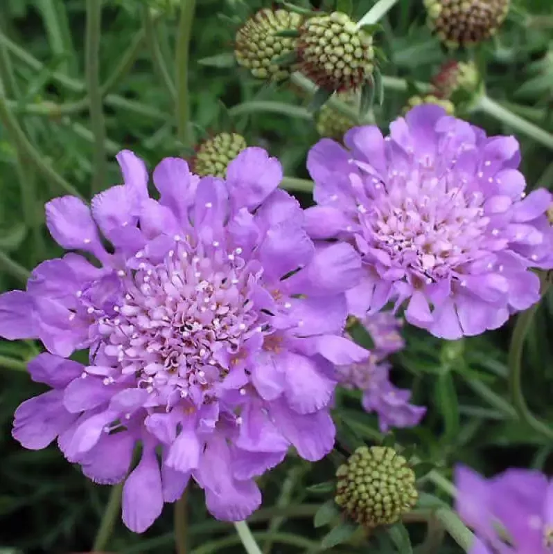 ‘Butterfly Blue’ Pincushion Flower (Scabiosa)