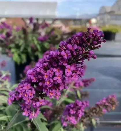 Butterfly Bush – Buzz Purple