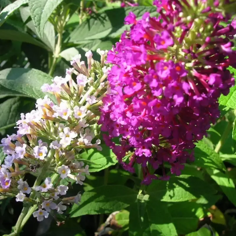 Butterfly Bush, Dark Reddish Purple Flowers