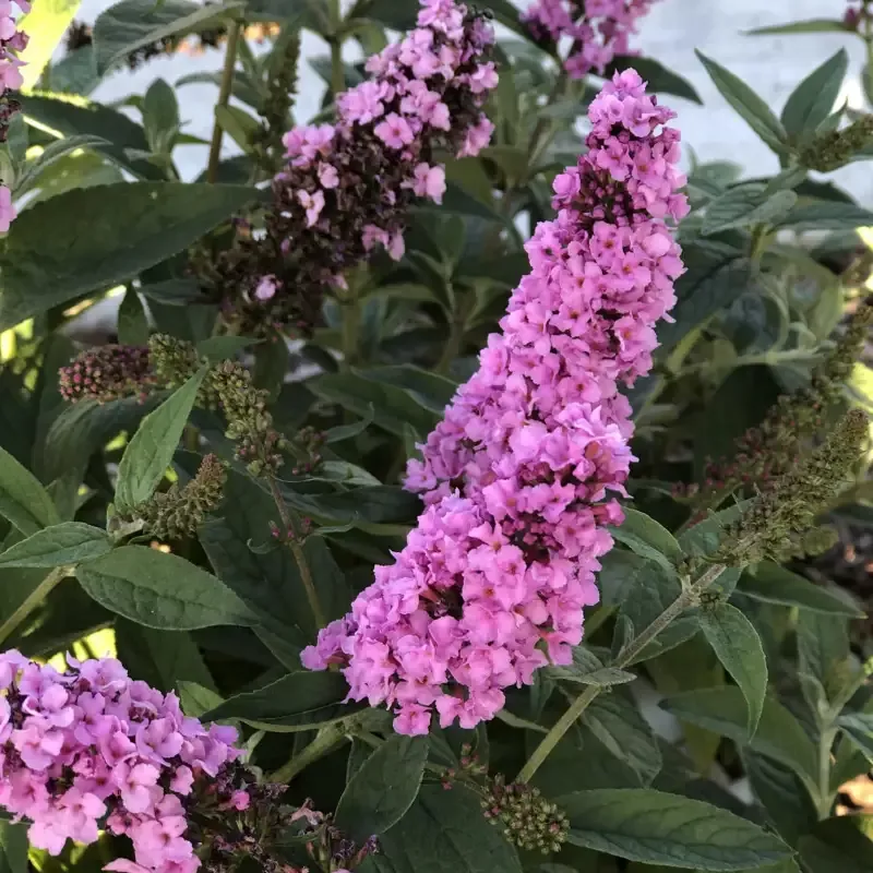 Butterfly Bush Lo & Behold ‘Pink Micro Chip