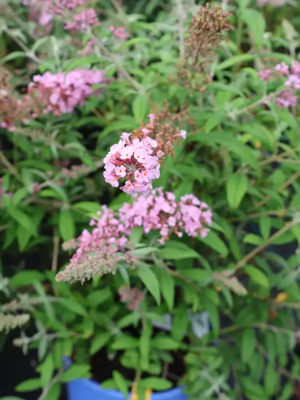 Butterfly Bush – Pink Delight