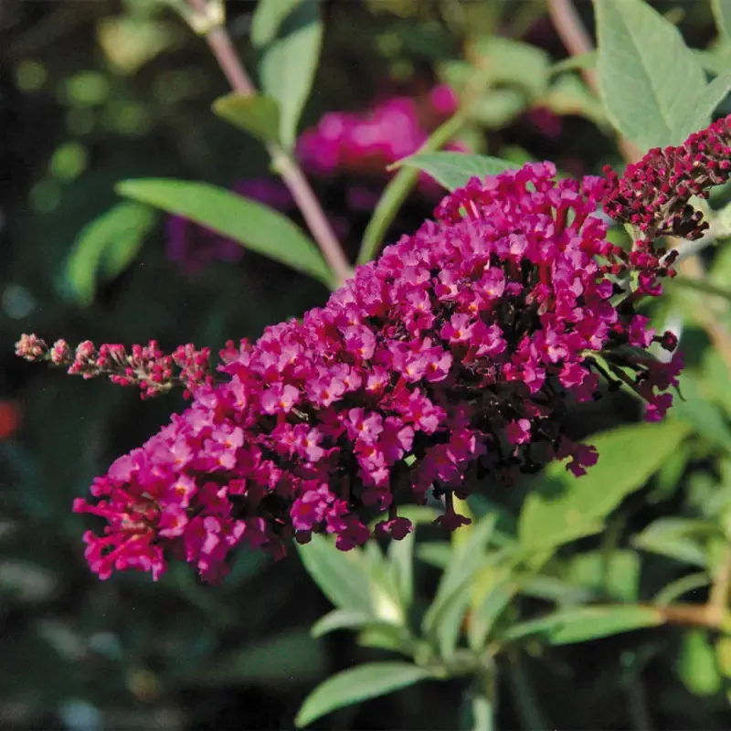 Butterfly TowersMagenta Butterfly Bush