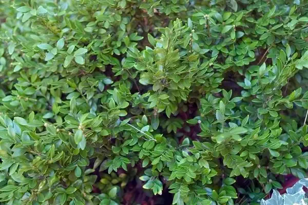 Buxus- Chicagoland Green Boxwood-5 Gallon