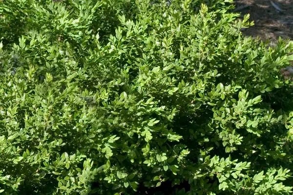 Buxus- Green Velvet Boxwood-Green : 2 Gallon