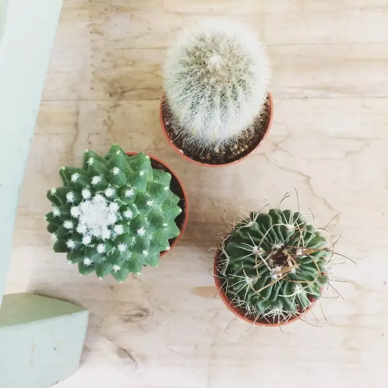 Cactus Gift Box, 12 pack
